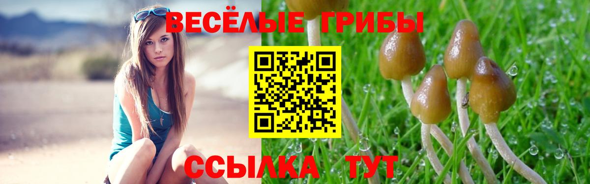 Щёлково  где продают наркотики  Вход с VPN  Галлюциногенные грибы GOLDEN TEACHER 